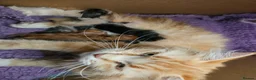 Maine Coon cats for sale: Maine Coon babies  - Advert 3