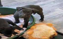 Lurcher dogs for sale: Lurcher pups ready to go to there forever home - Image 16
