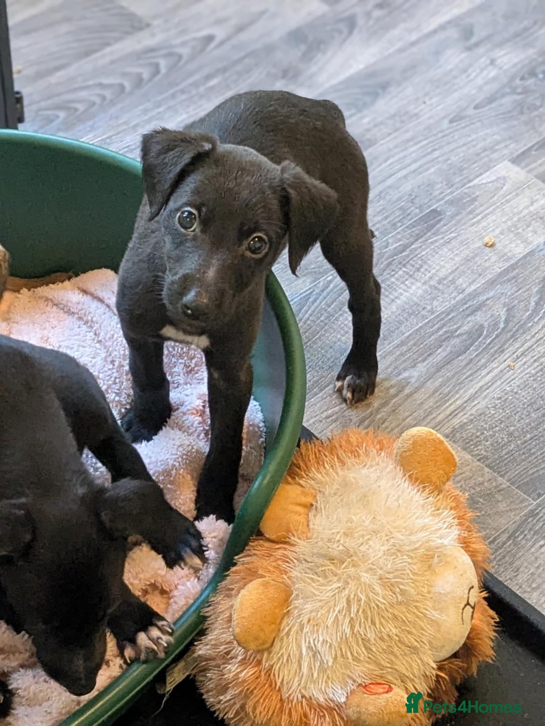 Lurcher dogs for sale: Lurcher pups ready to go to there forever home - Image 16