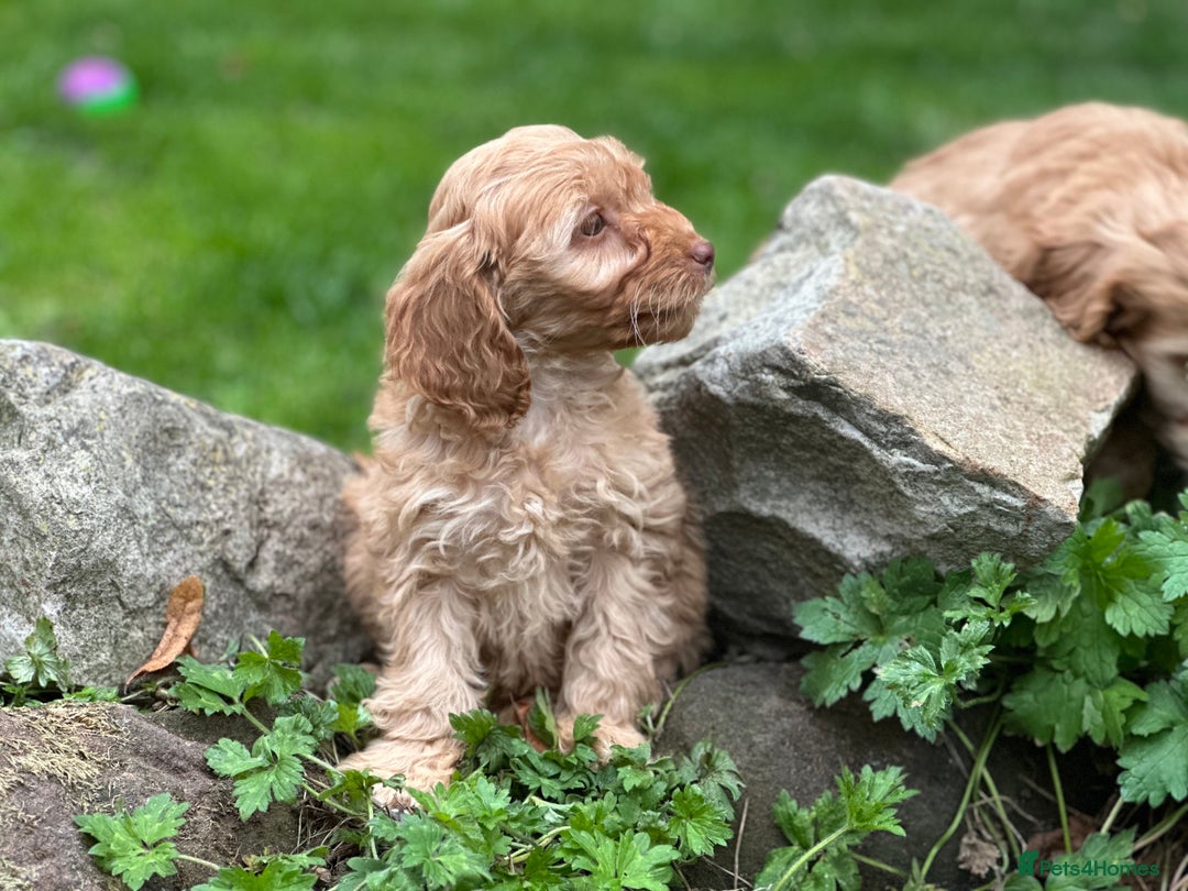 Cockapoo dogs for sale: Stunning cockapoos ready now for loving homes  - Image 14