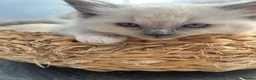 Ragdoll cats for sale: Ready to leave reduced price  - Advert 14