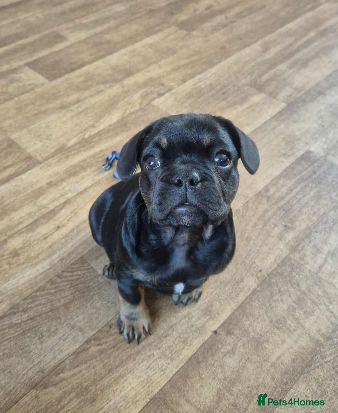 French Bulldog dogs for sale: French bulldog  puppies - Image 5