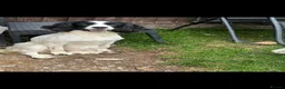 English Springer Spaniel dogs for sale: 3 springer spaniel dogs for sale  - Advert 1
