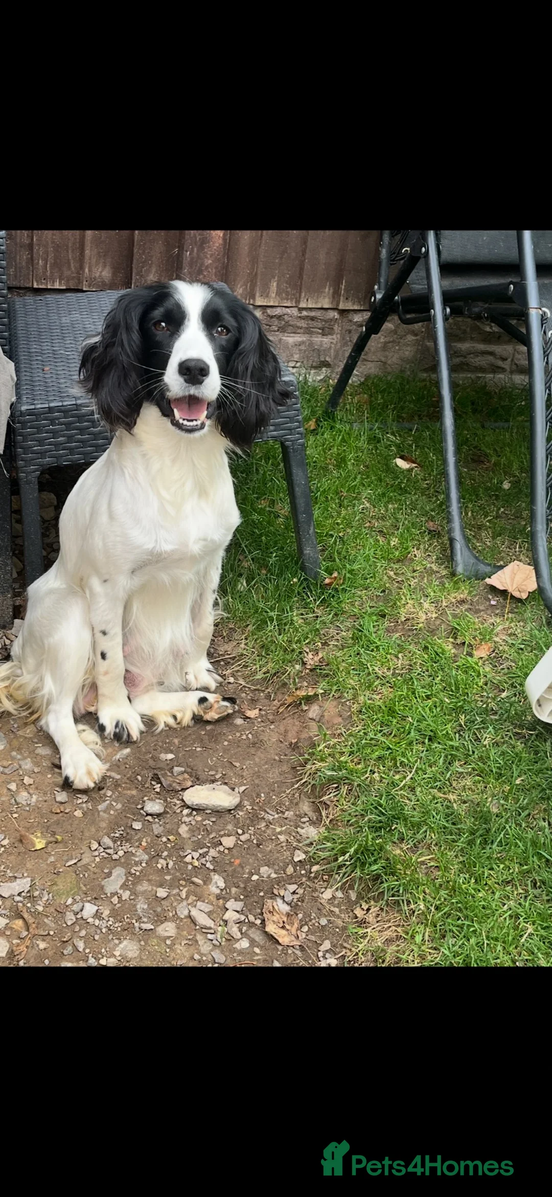 English Springer Spaniel dogs for sale: 3 springer spaniel dogs for sale  - Advert 1