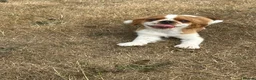 King Charles Spaniel dogs for sale:  Pure King Charles cavalier puppies  - Advert 15