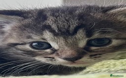Mixed Breed cats for sale: 4  GORGEOUS TABBY/TORTOISHELL GIRLS.   - Image 5