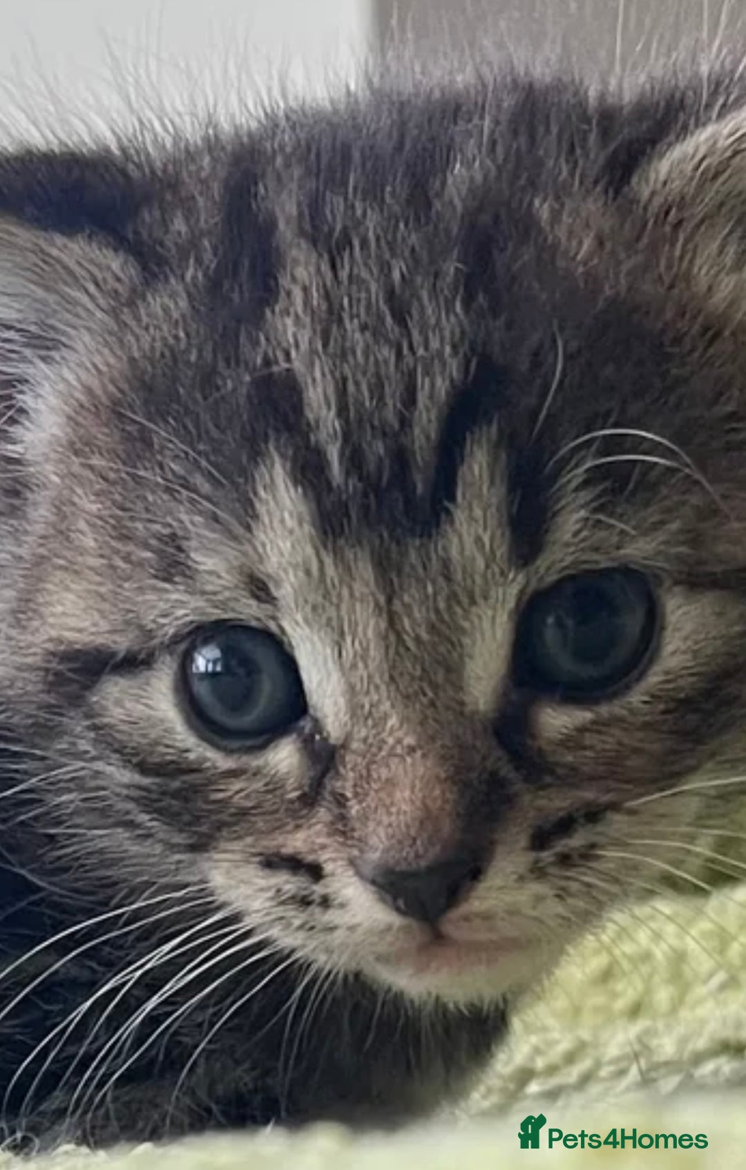 Mixed Breed cats for sale: 4  GORGEOUS TABBY/TORTOISHELL GIRLS.   - Image 5