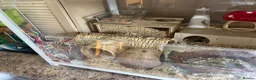 Hamster rodents for sale: Hamster and full set up for sale  in Warrington - Advert 8