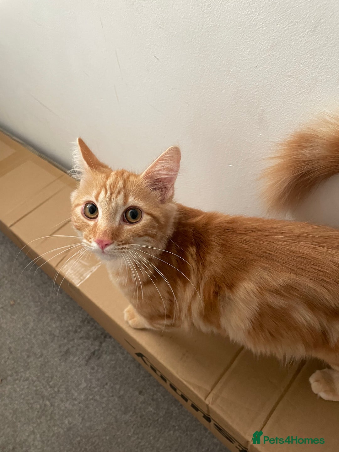 Norwegian Forest Cat cats for sale: Ginger Tabby  - Image 2