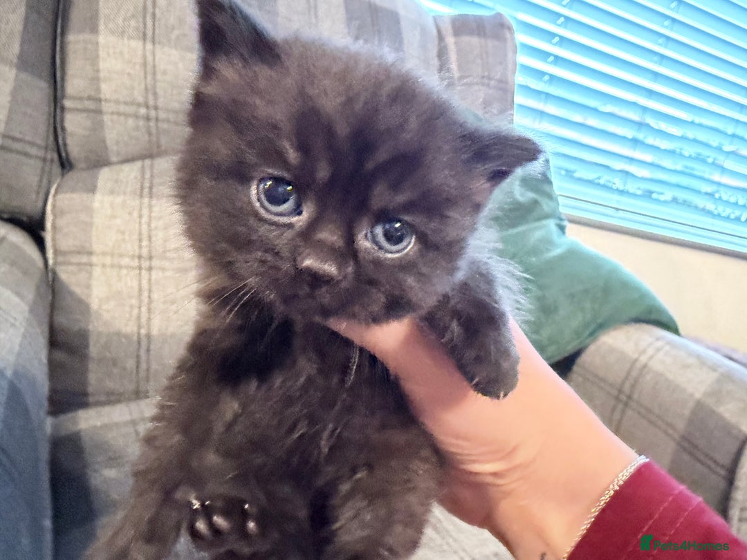 Mixed Breed cats for sale: British shorthair cross kittens - Image 6