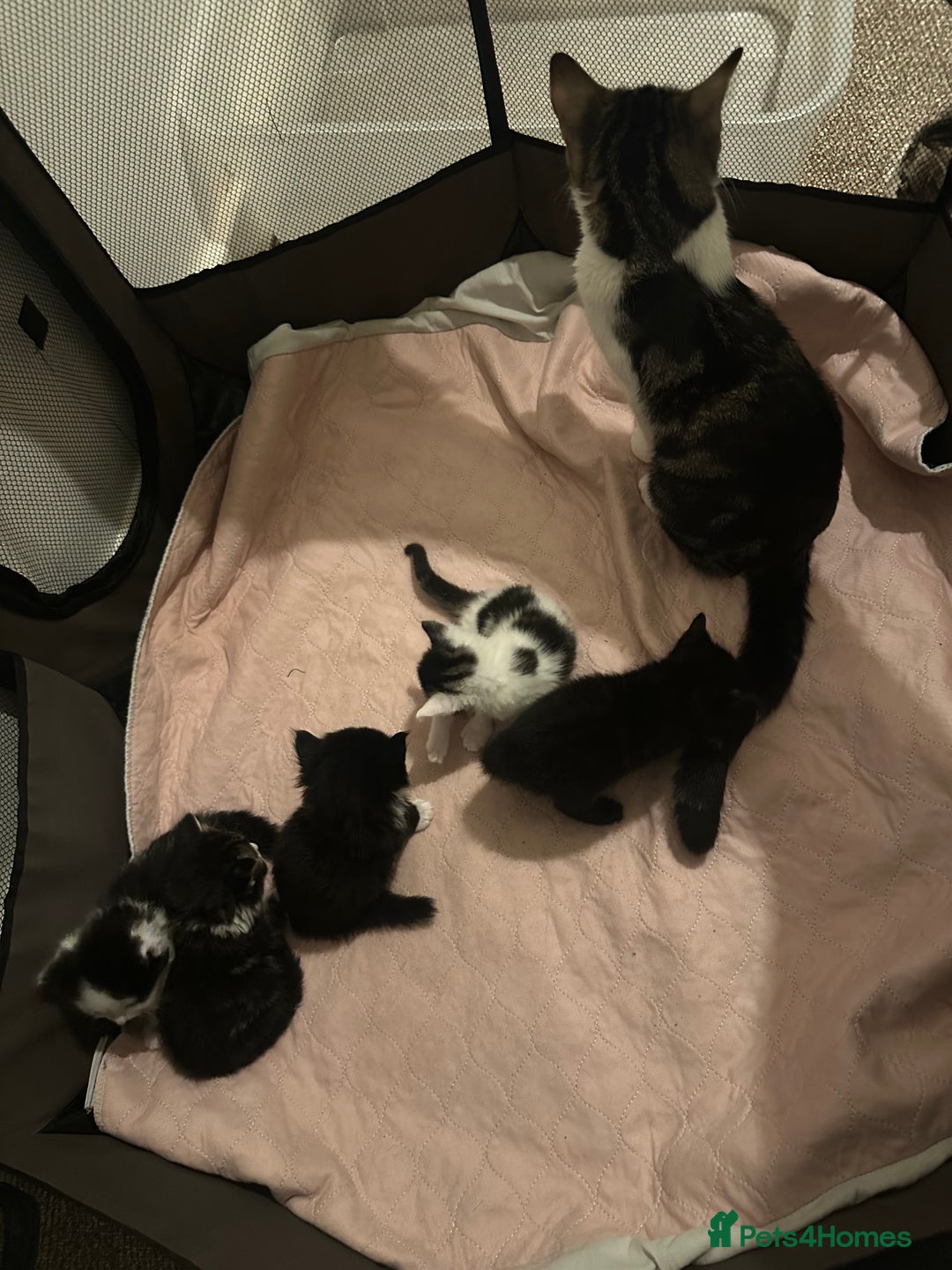 British Longhair cats for sale: Beautiful & playful kittens ready for new home - Image 3