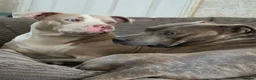 Mixed Breed dogs for sale: Staffy x American bulldog  - Advert 8