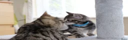 Mixed Breed cats for sale: Adorable Tabby Kittens - Advert 4