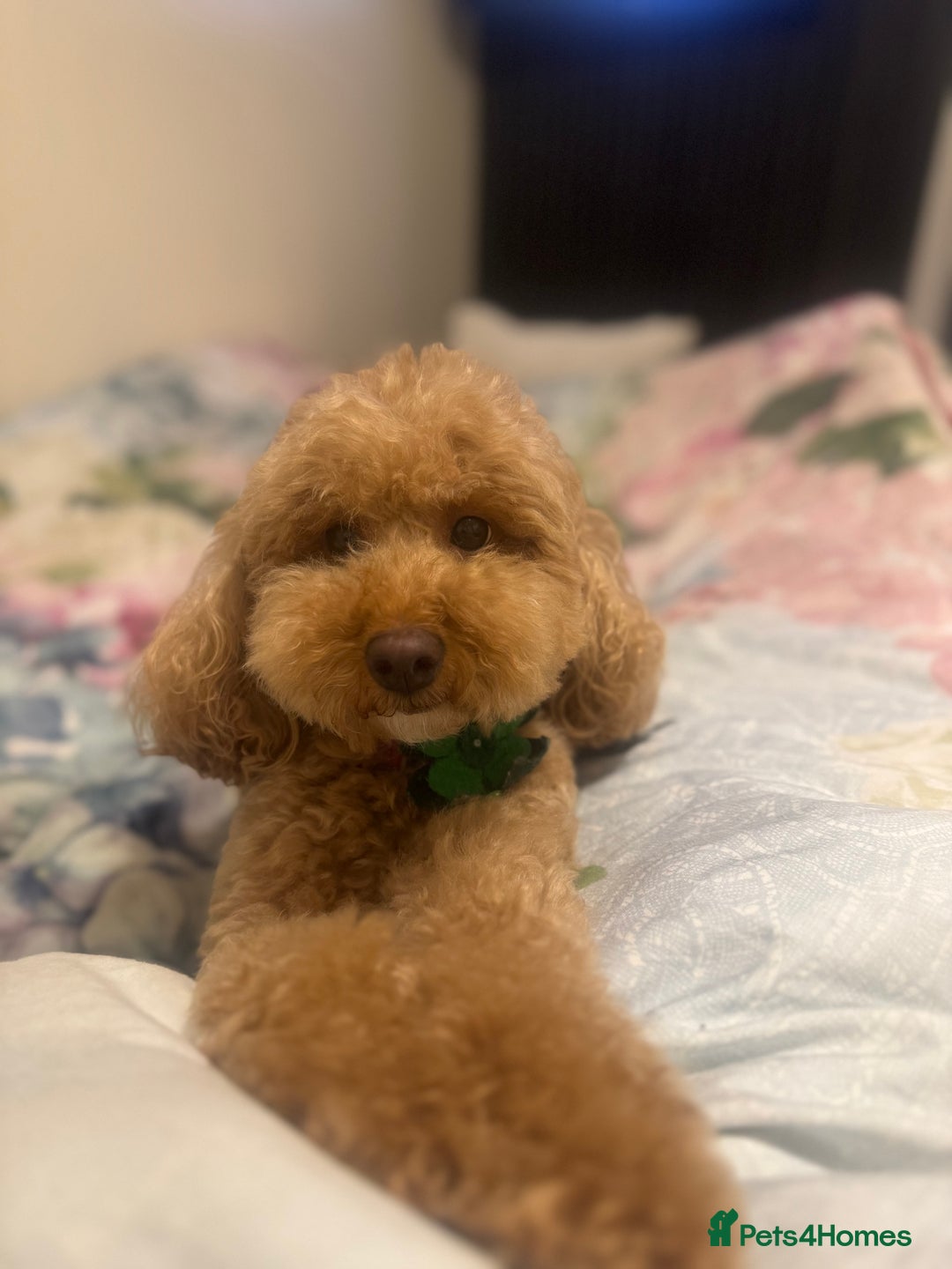 Cockapoo dogs for sale: Coco  - Advert 1