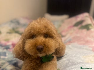 Cockapoo dogs Coco - Advert 4