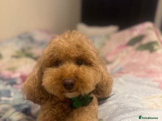 Cockapoo dogs Coco - Advert 16