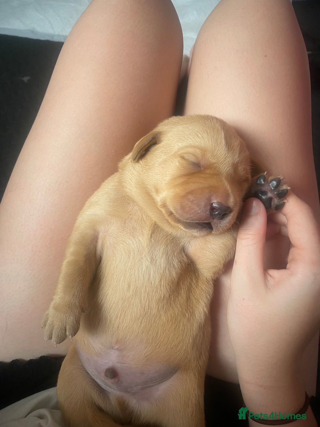 Labrador Retriever dogs for sale: Adorable labrador puppies 🐾  - Image 7
