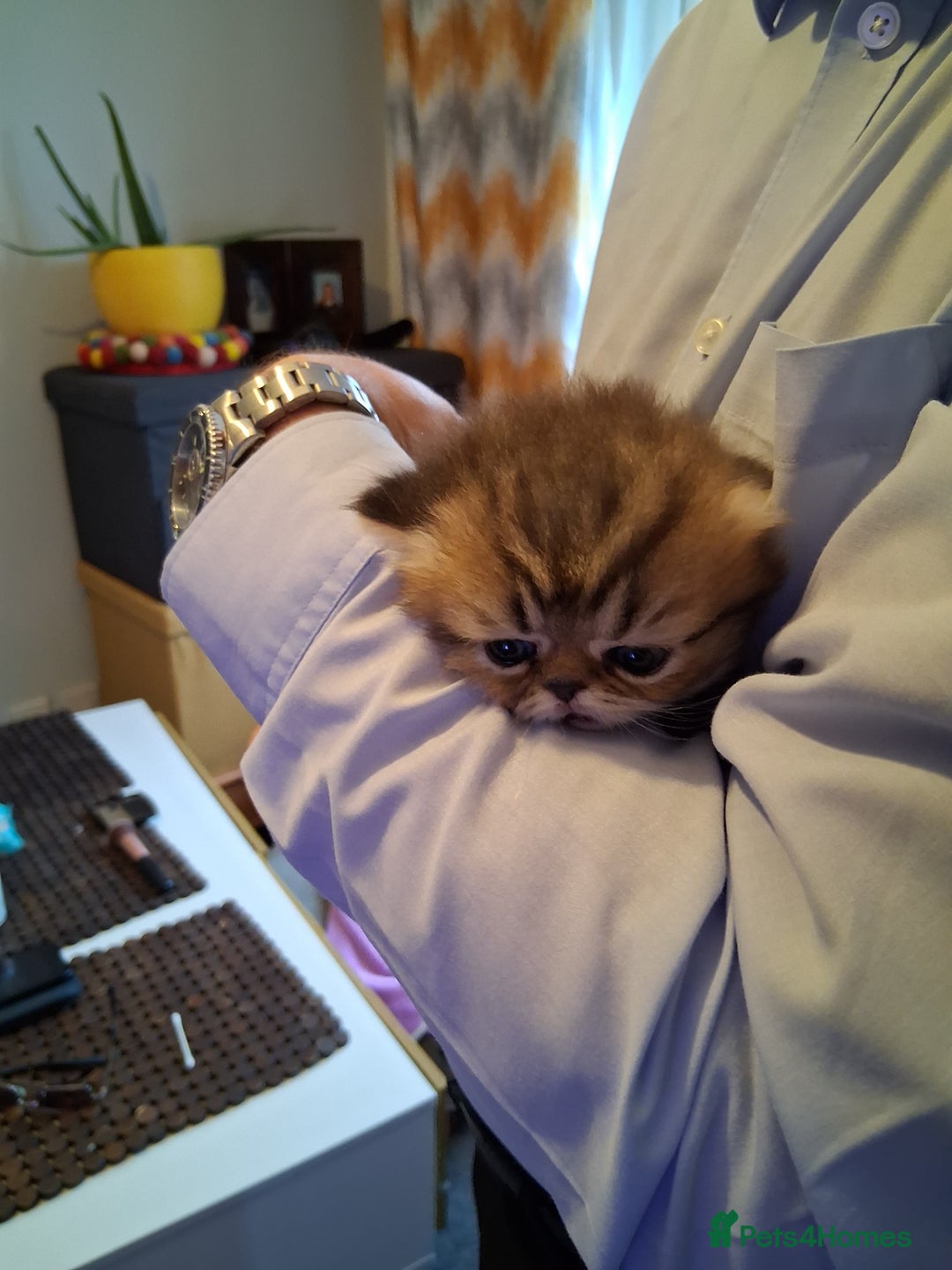 Persian cats for sale: Adorable pure Persian  - Image 4