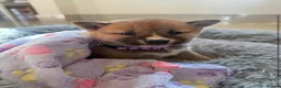 Japanese Shiba Inu dogs for sale: Two beautiful Shiba girls ❤️🐾 - Advert 3