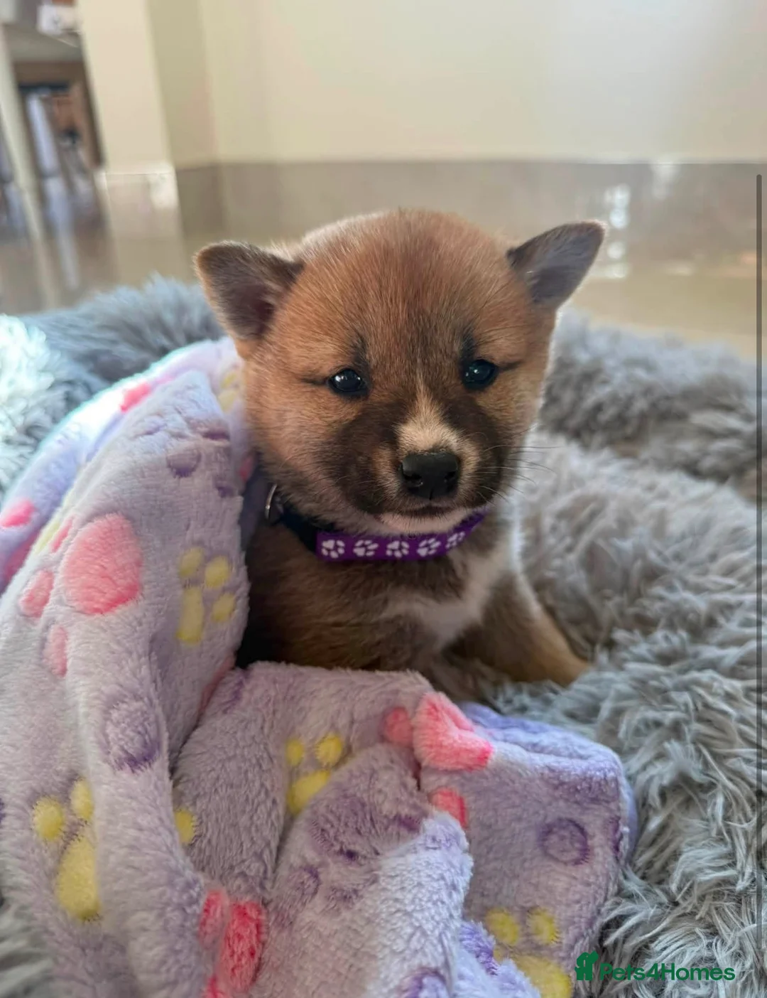 Japanese Shiba Inu dogs for sale: Two beautiful Shiba girls ❤️🐾 - Advert 3