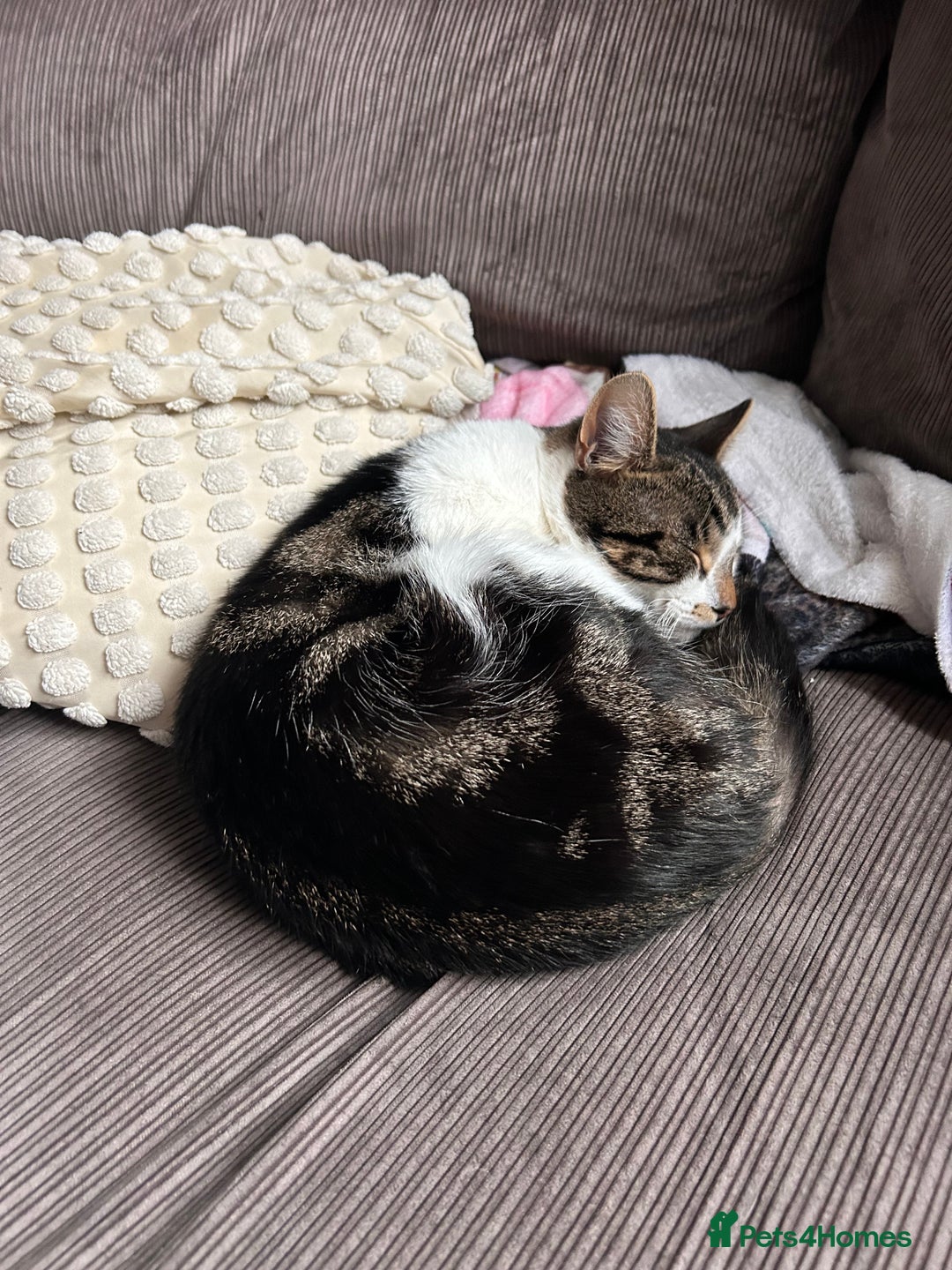British Shorthair cats for sale: Two male 1 year olds  - Image 2