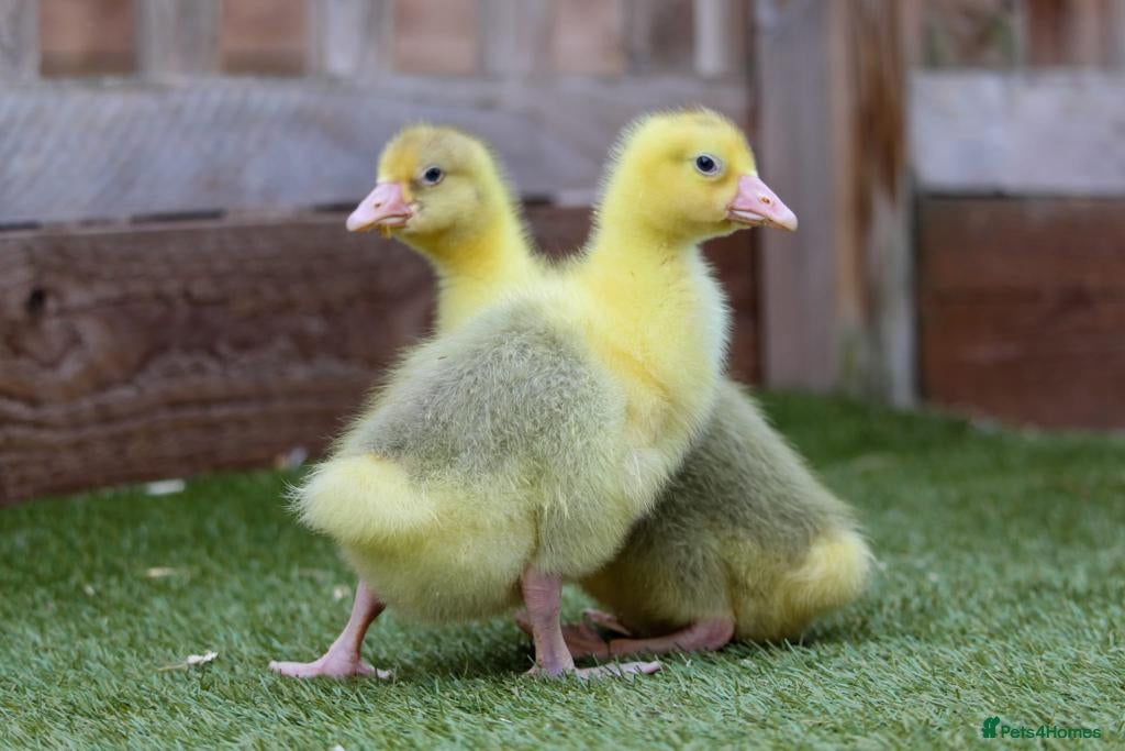 Geese poultry for sale: Embden goslings for sale - Advert 2