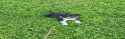 Border Collie dogs for sale: Border collie pups looking for new home - Advert 19