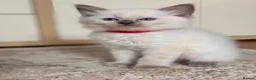 Ragdoll cats for sale: 🩵🔹💙Blue point ragdoll kittens💙🔹🩵 - Advert 7