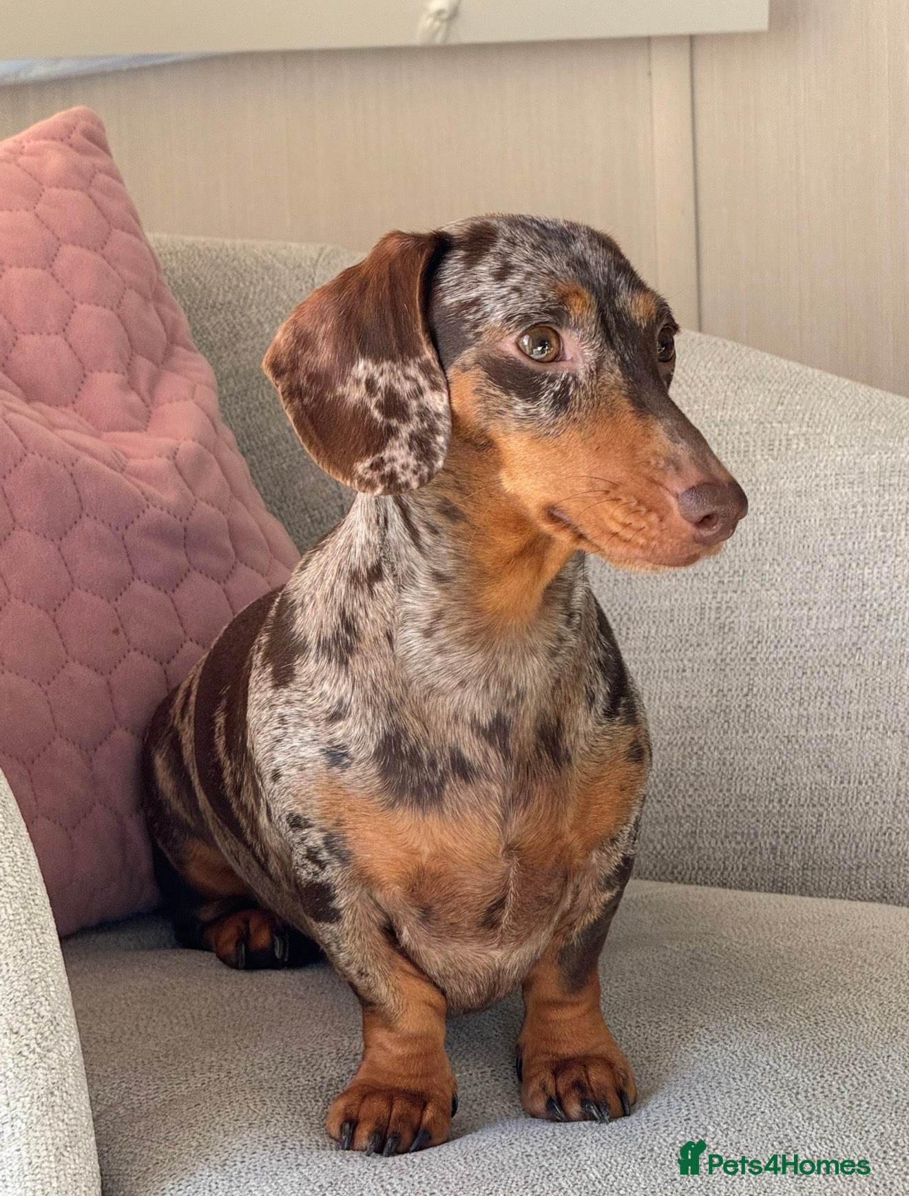 Miniature Dachshund dogs Stunning Mini-Dachshund litter - Advert 1