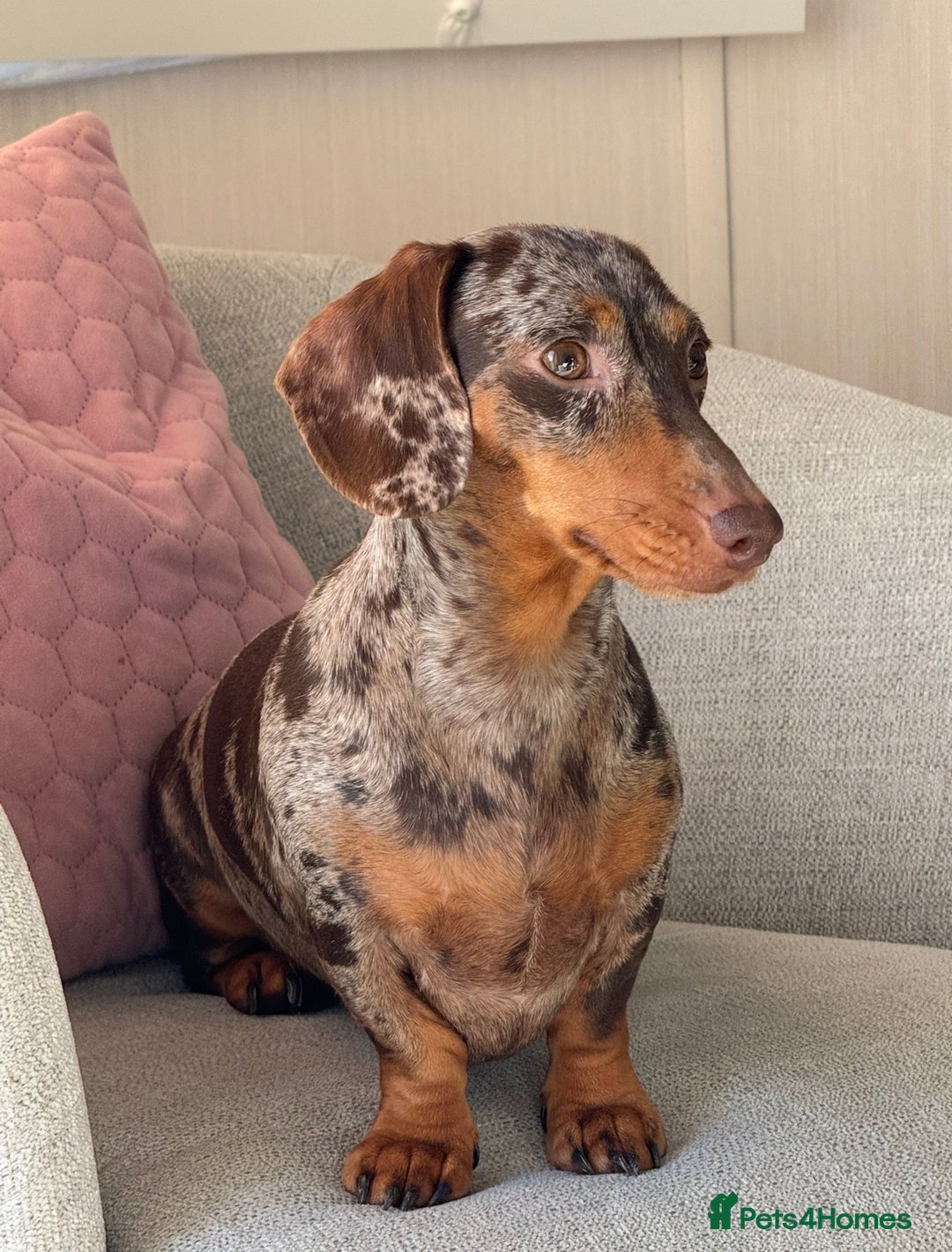 Miniature Dachshund dogs for sale: Stunning Mini-Dachshund litter - Advert 1