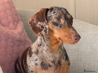 Miniature Dachshund dogs Stunning Mini-Dachshund litter - Advert 5