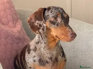 Miniature Dachshund dogs Stunning Mini-Dachshund litter - Advert 15