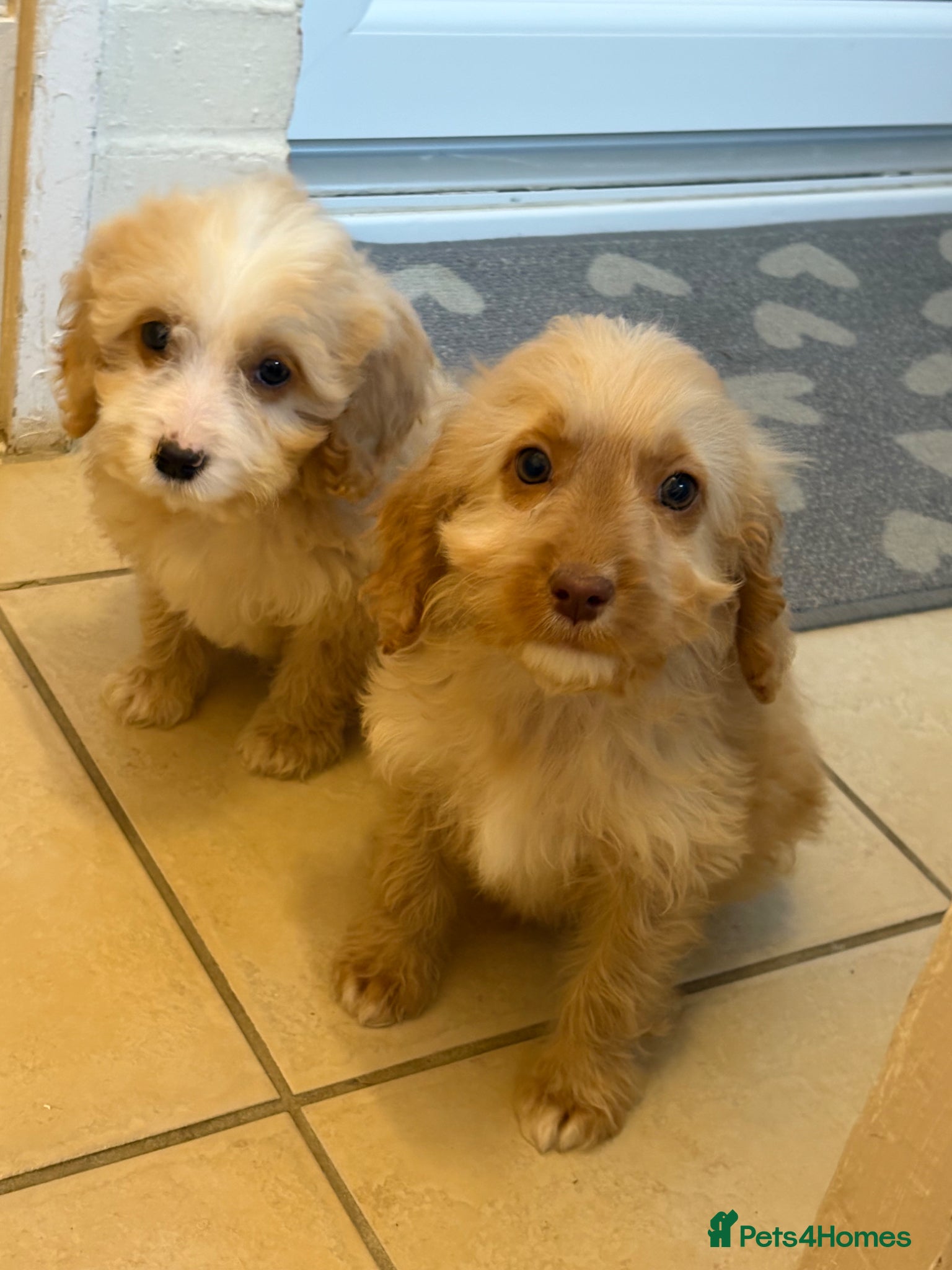 Cockapoo dogs Cockapoo Puppies - Advert 6