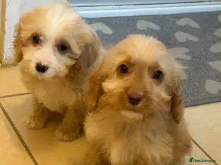 Cockapoo dogs Cockapoo Puppies - Advert 6