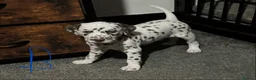 Dalmatian dogs for sale: 1 Boy Left!!! (KC Registered dalmatian pups)!!) - Advert 14