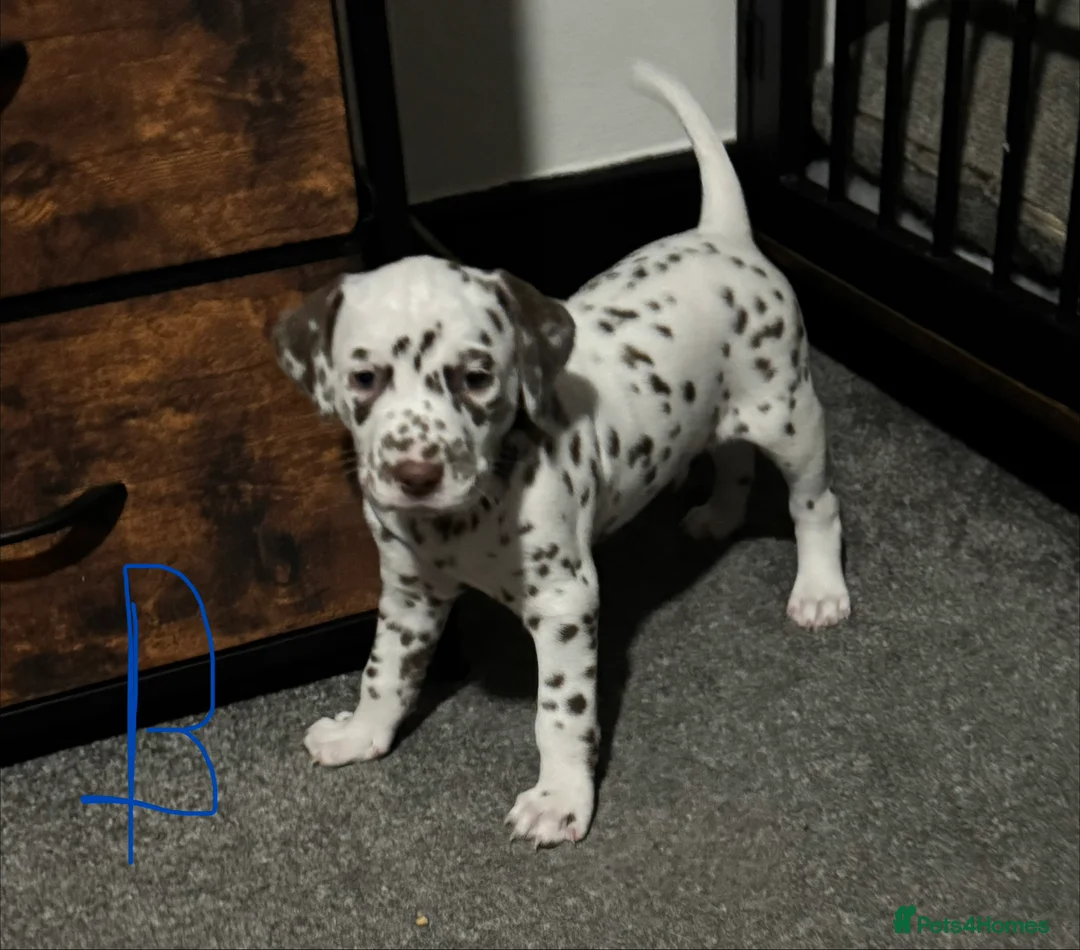 Dalmatian dogs for sale: 1 Boy Left!!! (KC Registered dalmatian pups)!!) - Advert 14