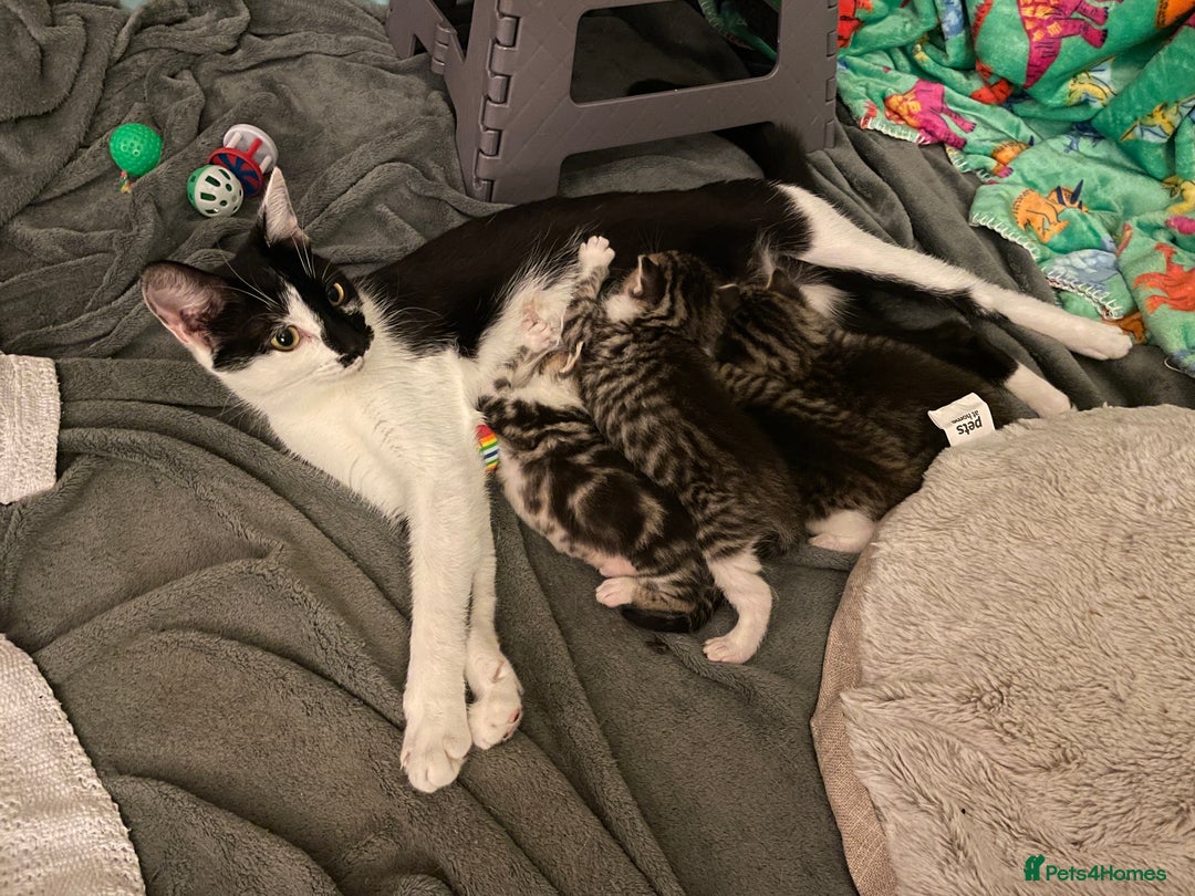 Mixed Breed cats for sale: Mixed Breed Kitten for sale - Image 7