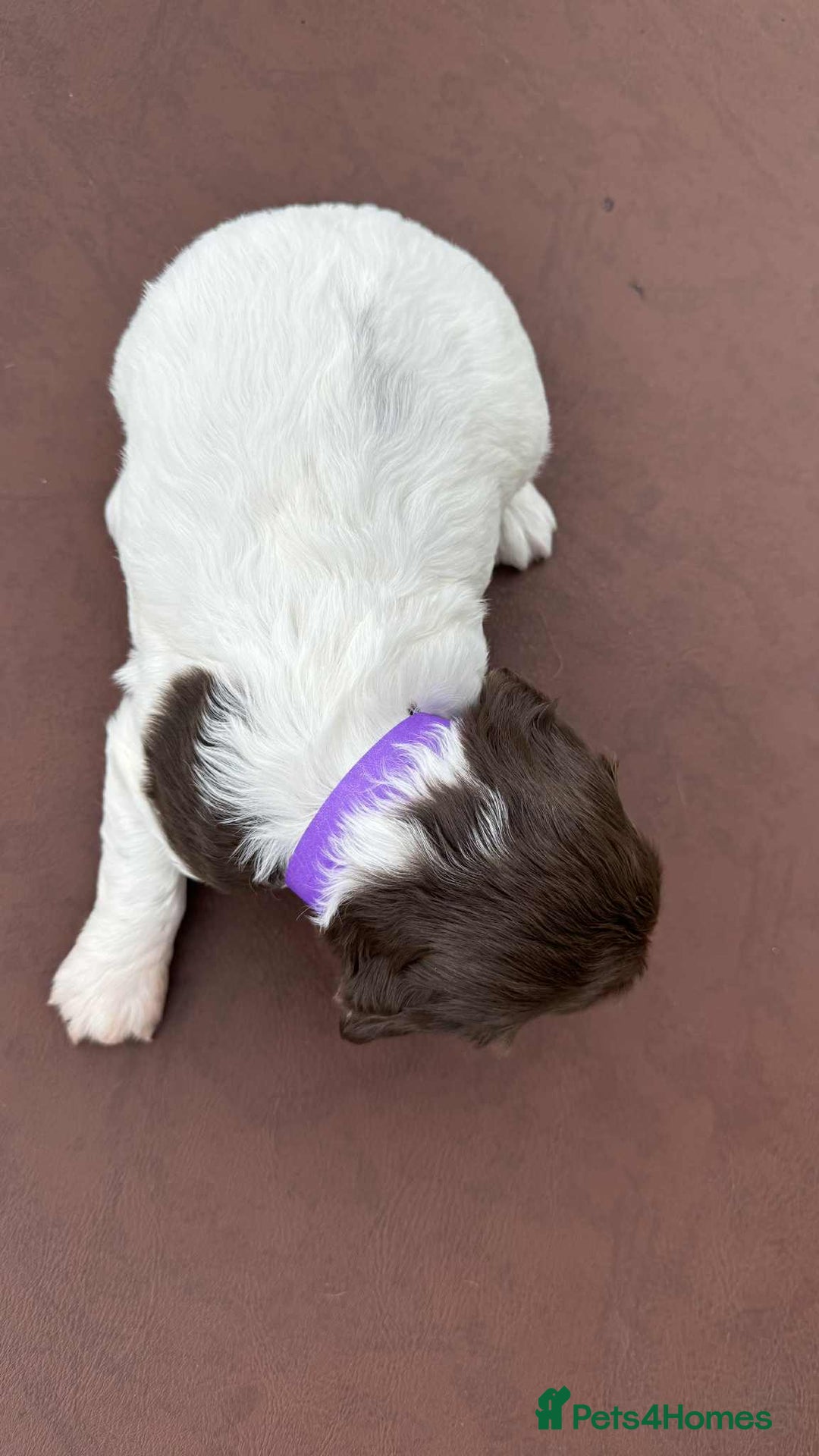 English Springer Spaniel dogs for sale: English Springer Spaniel pups - Image 4