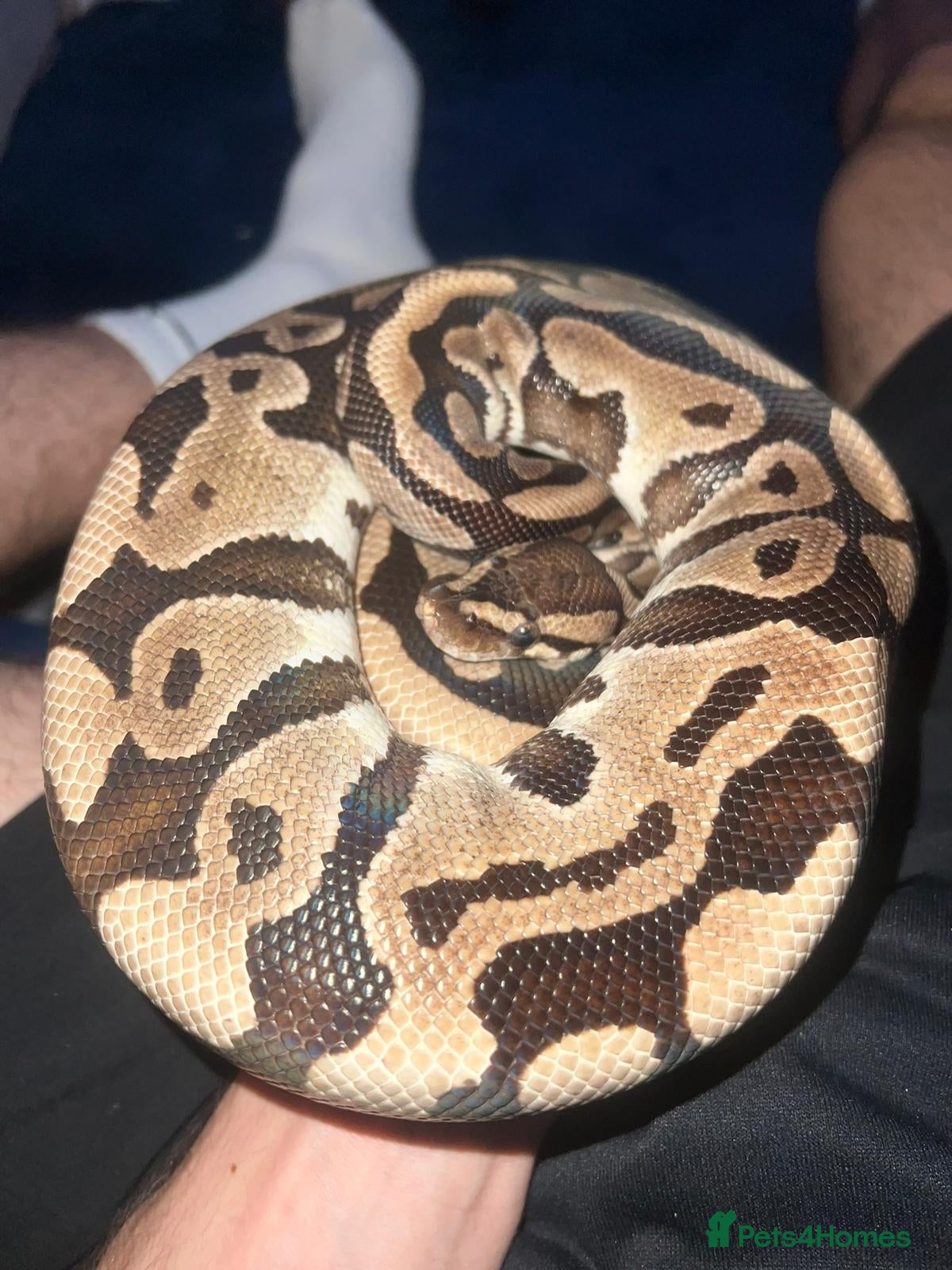 Python Snake reptiles Rock python - Advert 2