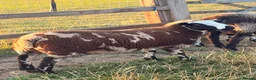 Sheep livestock for sale: Dutch Spotted × Zwartble Ewe Twin Lambs  in Sheffield - Advert 2