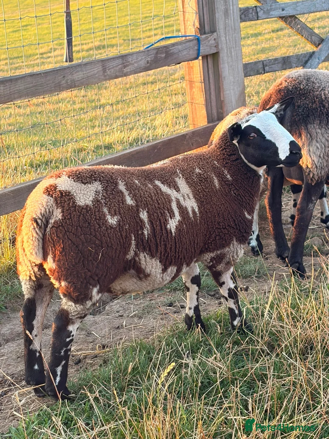 Sheep livestock for sale: Dutch Spotted × Zwartble Ewe Twin Lambs  in Sheffield - Advert 2
