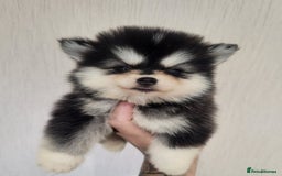 Pomsky dogs for sale:  toy size multi-generational pomsky puppies  - Image 14
