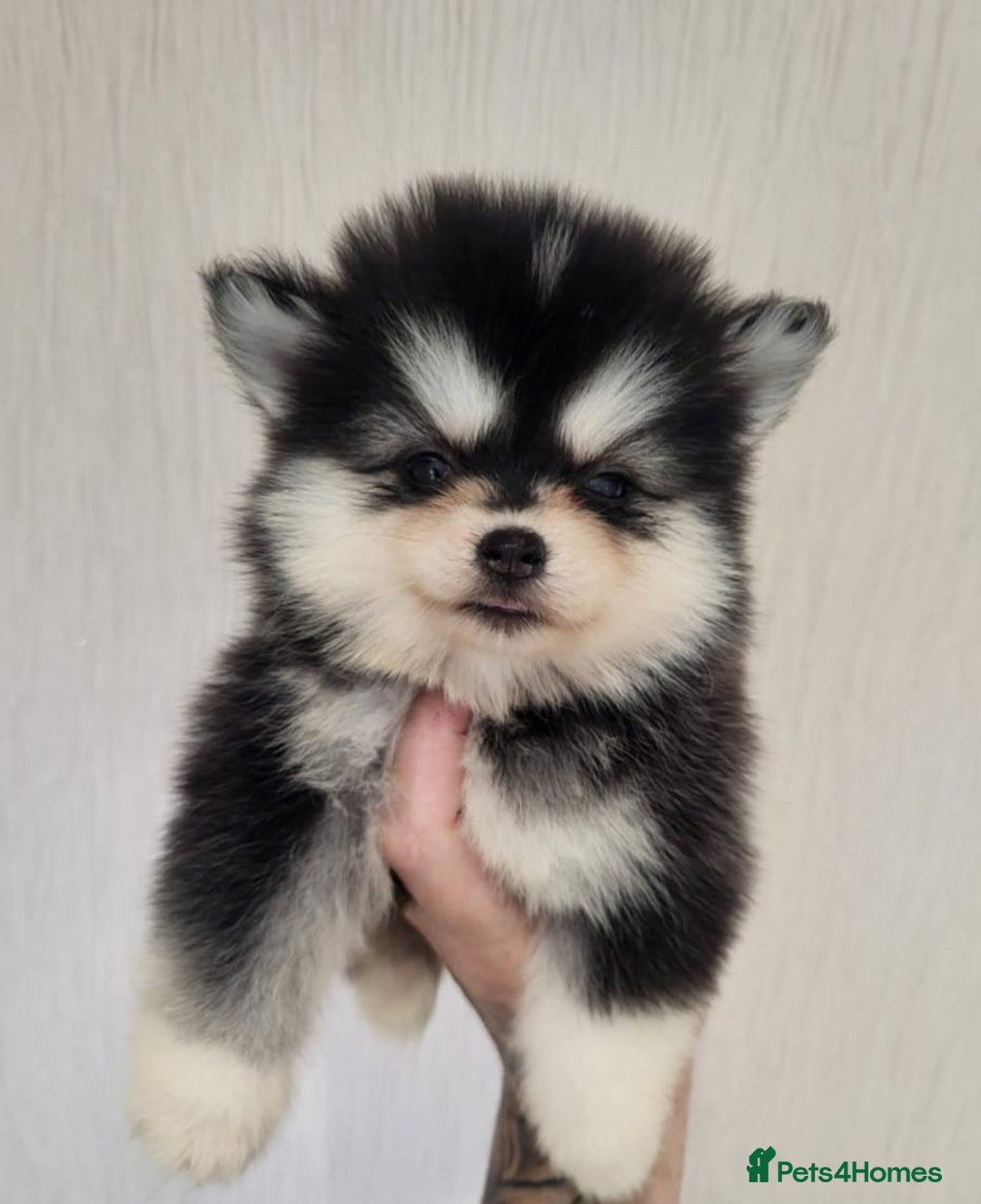 Pomsky dogs for sale:  toy size multi-generational pomsky puppies  - Image 14