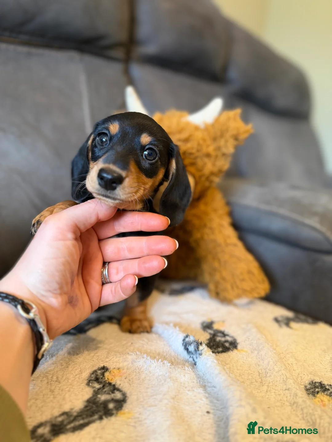 Miniature Dachshund dogs for sale: Quality miniature dachshund puppy x1 - Advert 5
