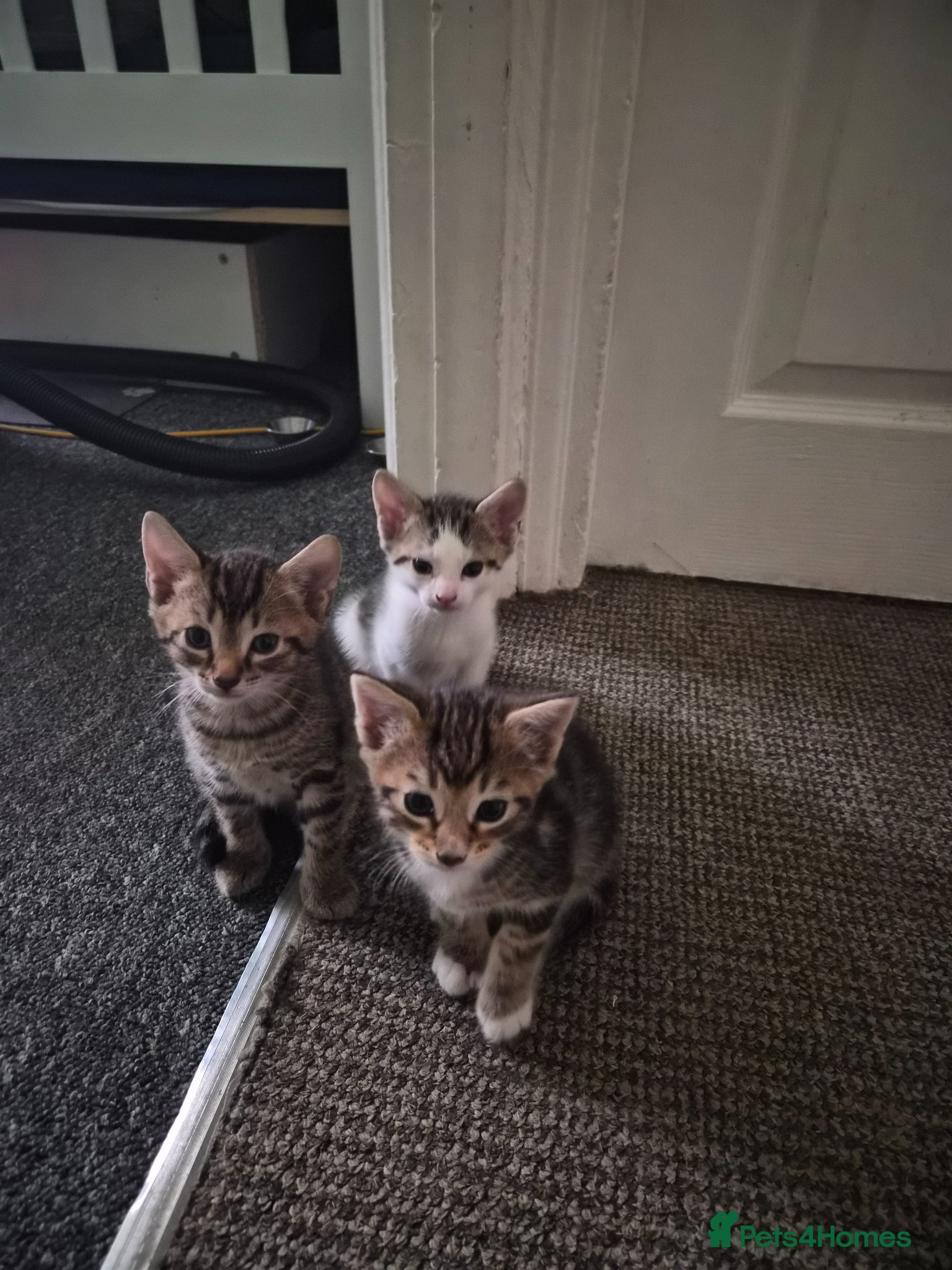 Mixed Breed cats Little kitten  - Advert 5