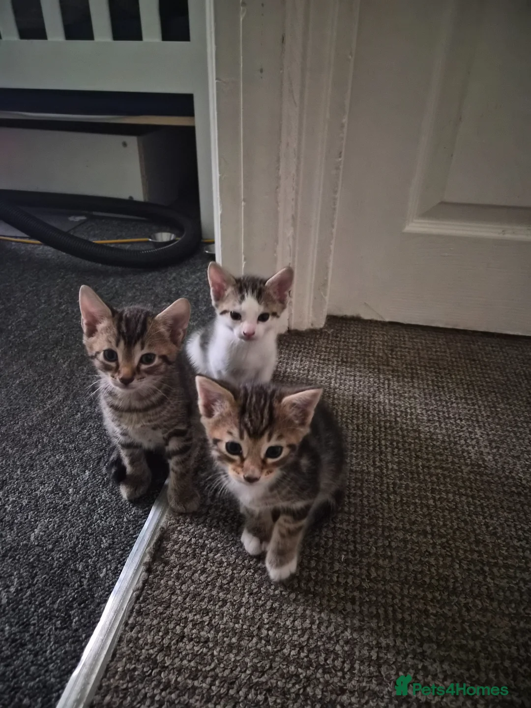 Mixed Breed cats for sale: Little kitten  - Advert 1