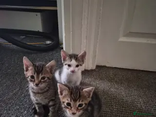 Mixed Breed cats Little kitten - Advert 1