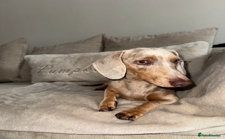 Miniature Dachshund dogs - Advert 9