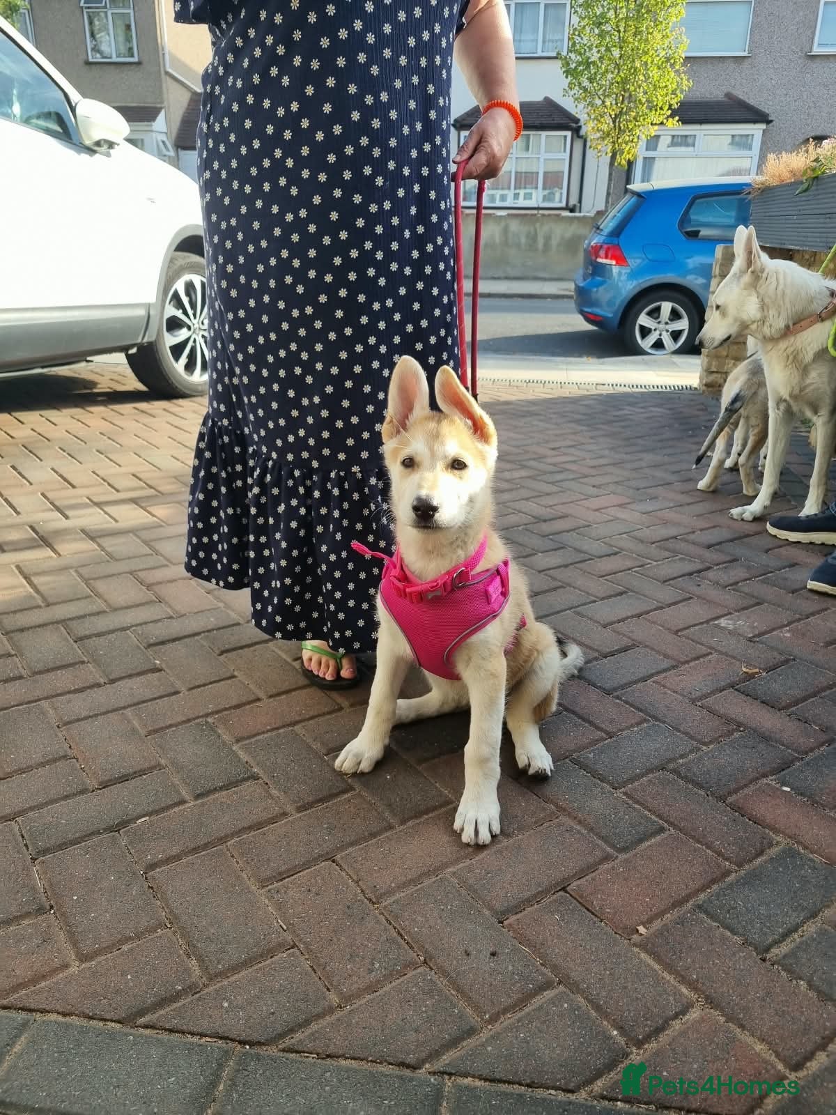 Mixed Breed dogs White Swiss shepherd cross wolf dog - Advert 16