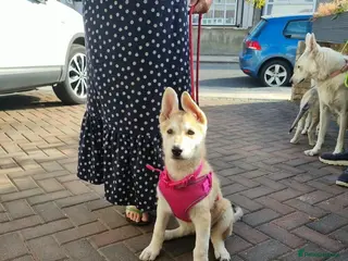 Mixed Breed dogs White Swiss shepherd cross wolf dog - Advert 16